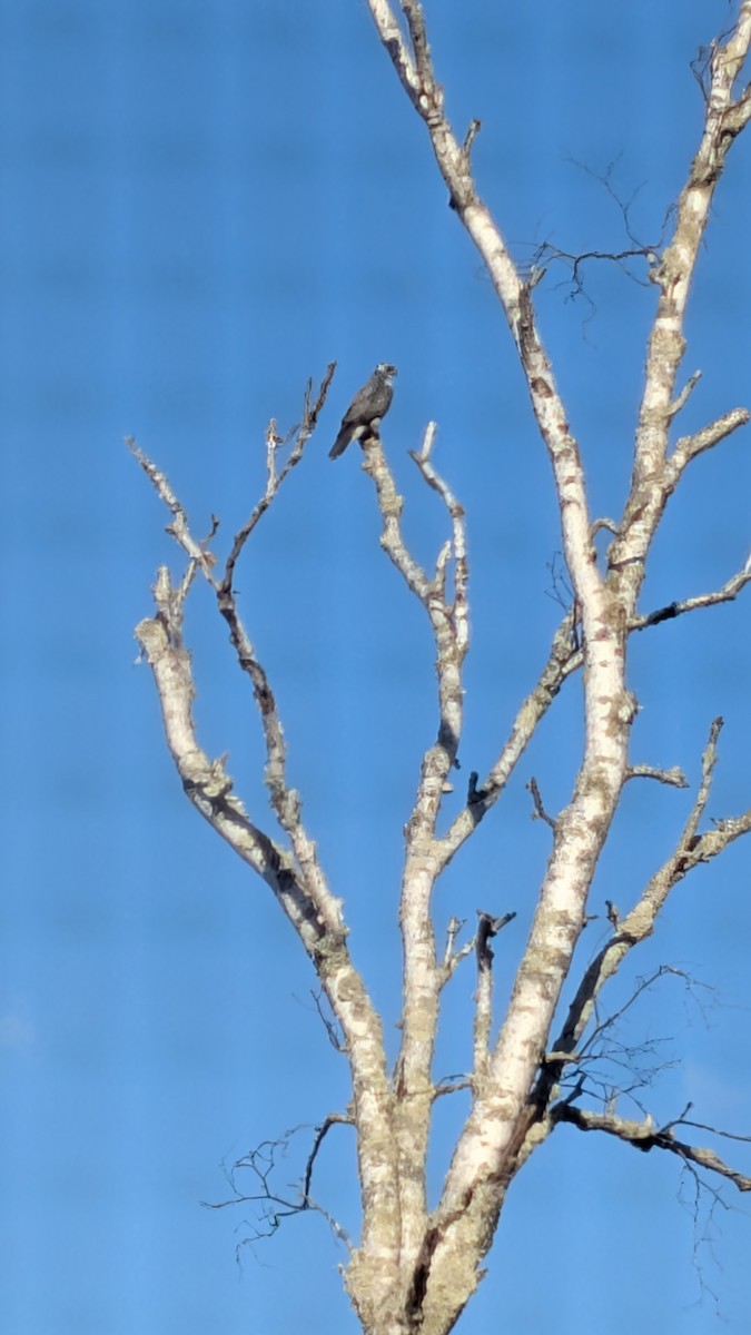 American Goshawk - ML645795675
