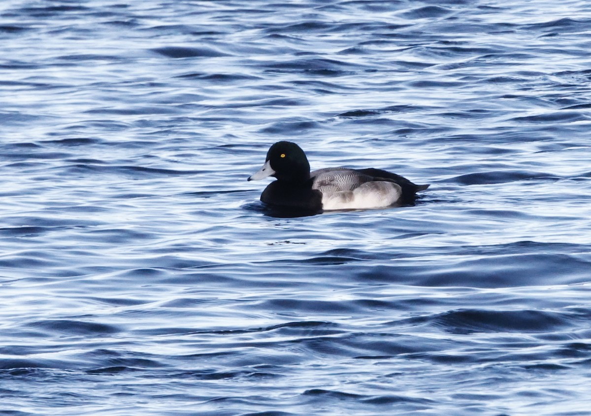 Greater Scaup - ML645795678