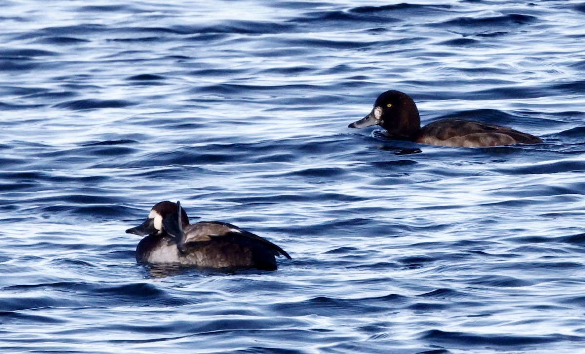 Greater Scaup - ML645795679