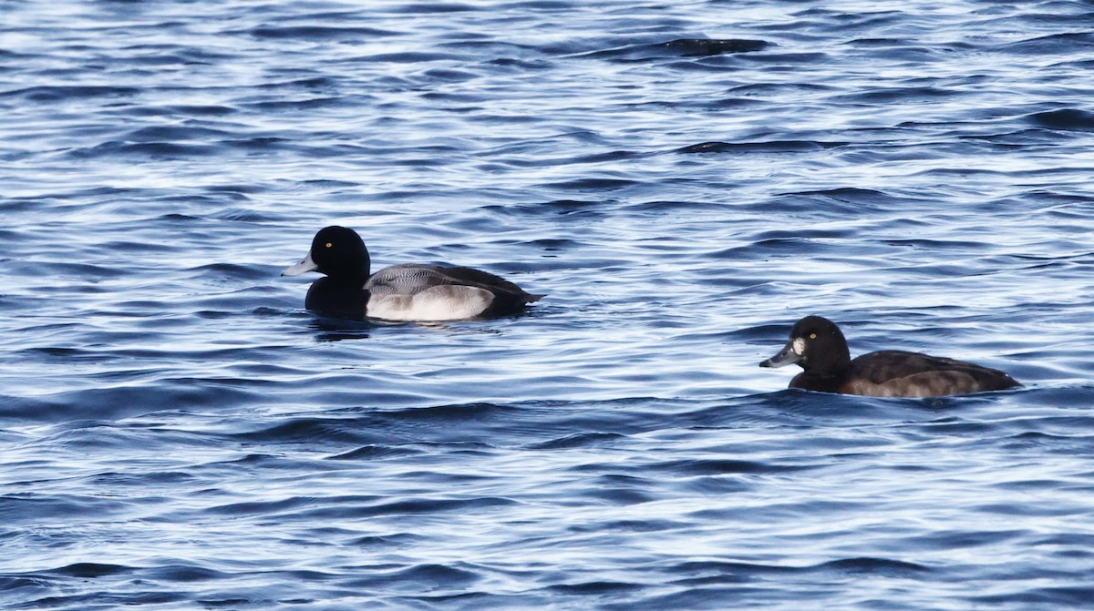 Greater Scaup - ML645795680