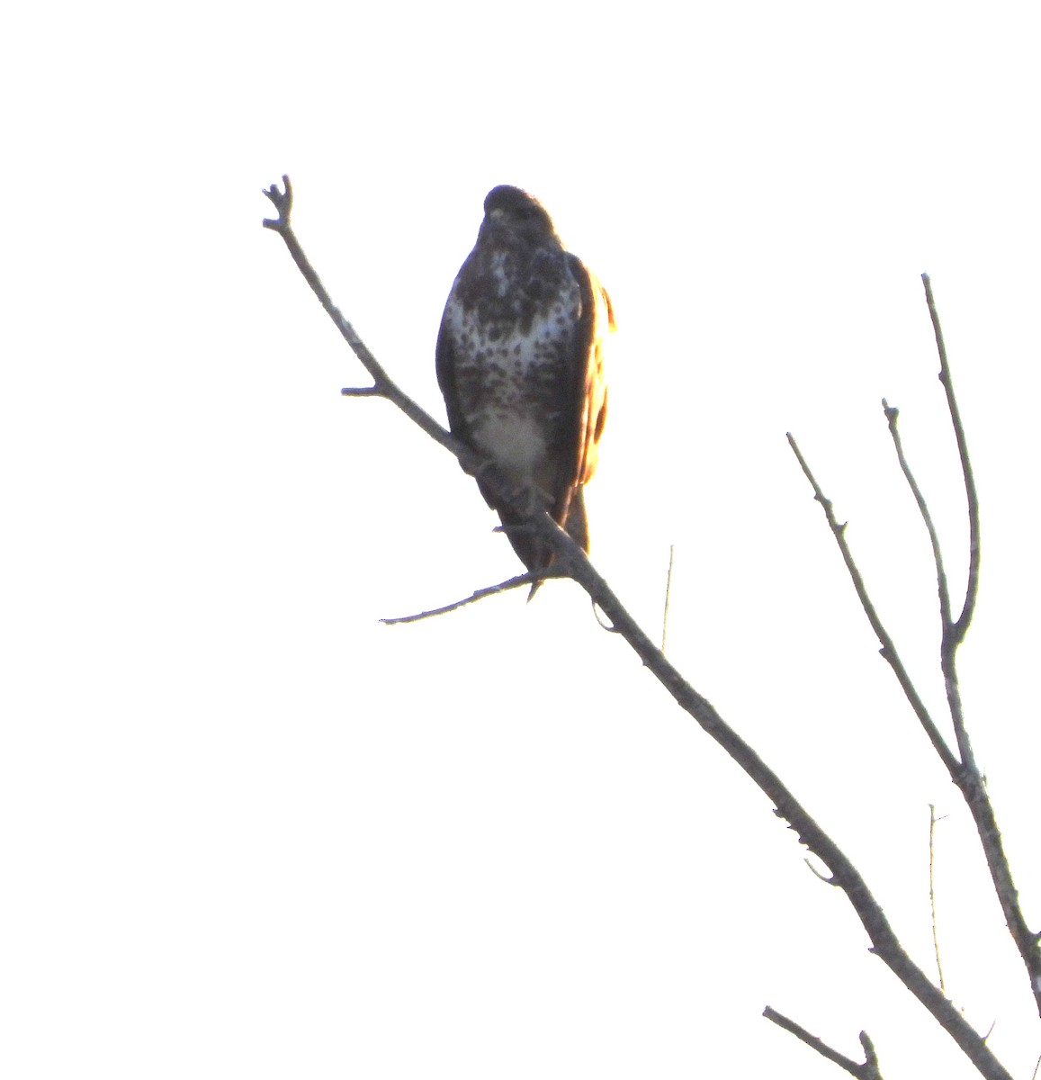 Common Buzzard - ML645795687