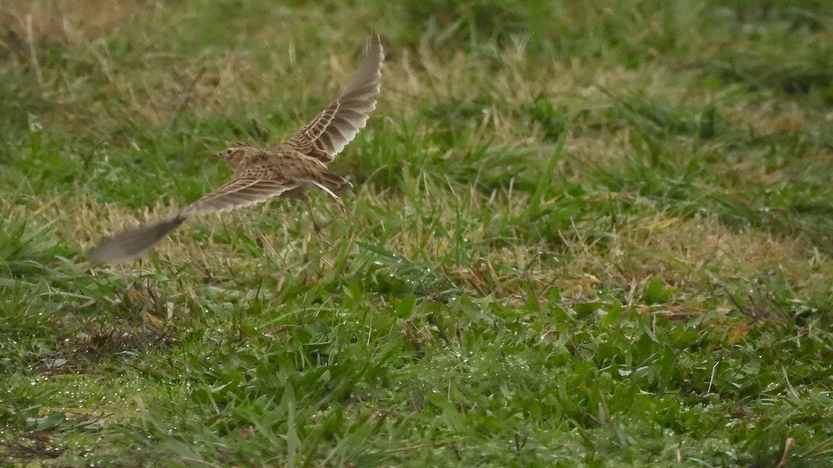 Eurasian Skylark (European) - ML645795715