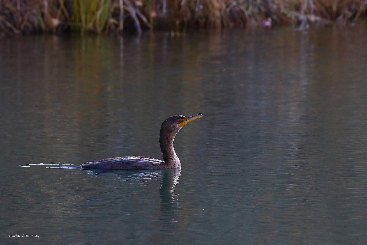 Double-crested Cormorant - ML645795716