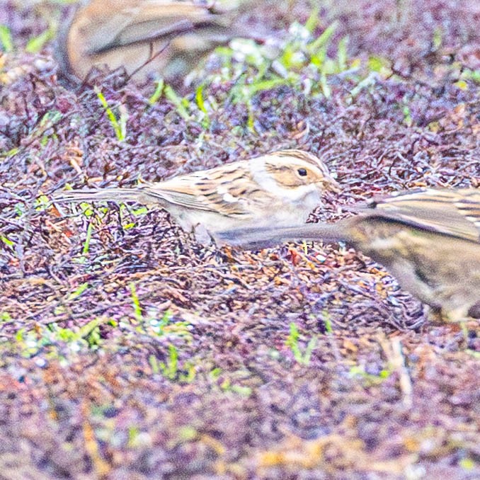 Clay-colored Sparrow - ML645795728