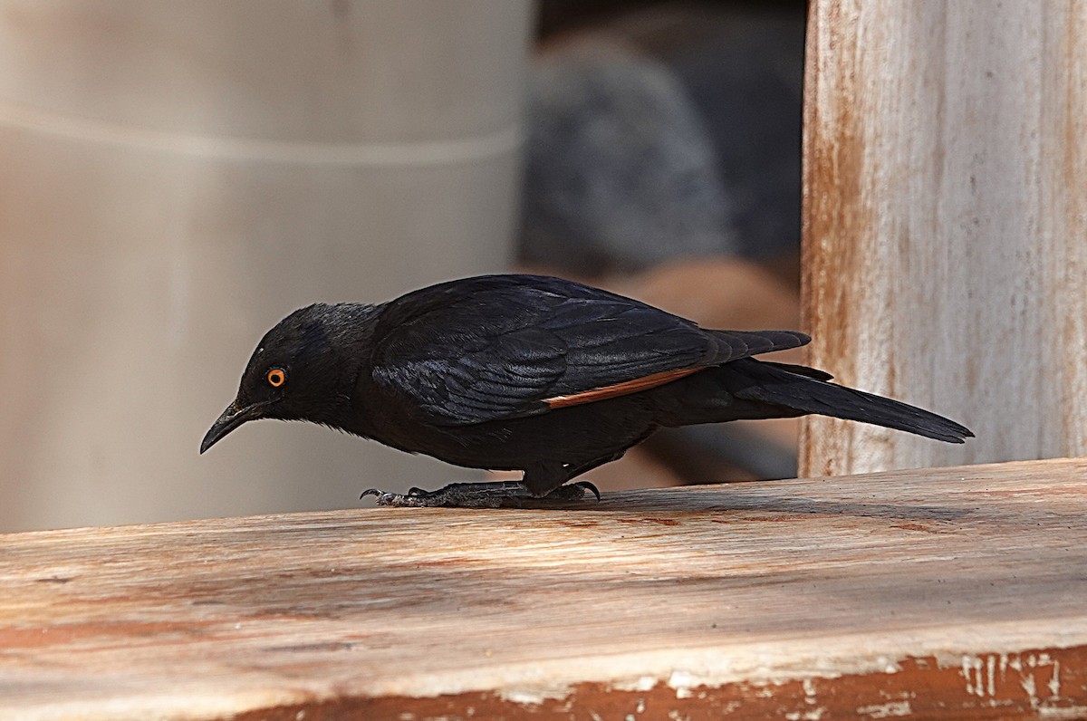 blekvingestær - ML645795731