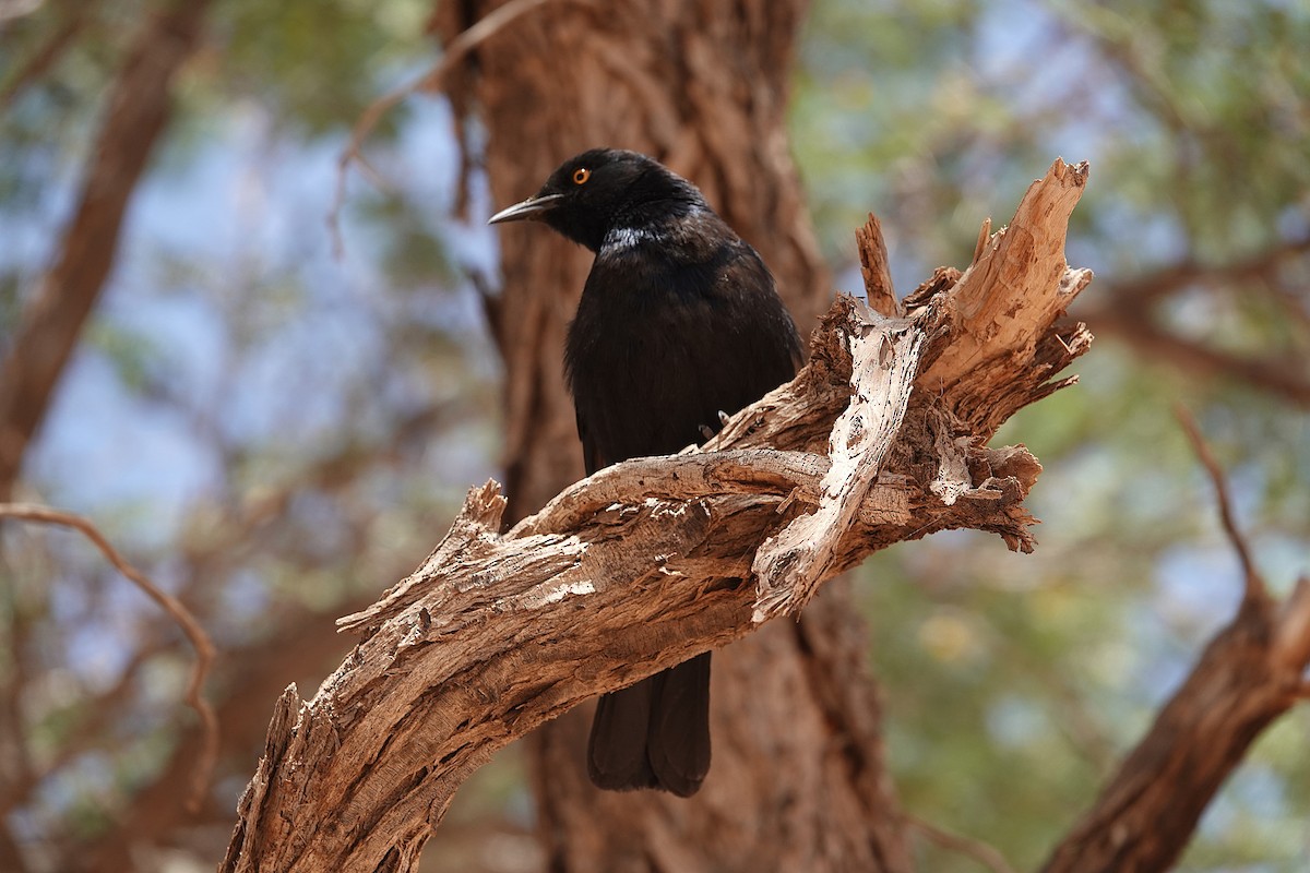 blekvingestær - ML645795732