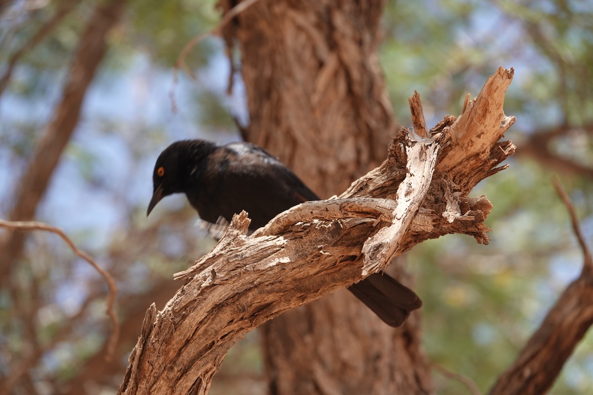 blekvingestær - ML645795733