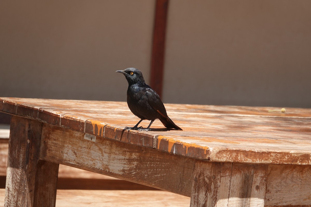 blekvingestær - ML645795734