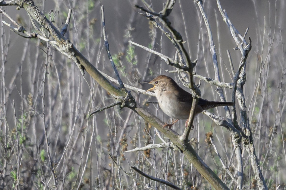 Northern House Wren - ML645795739