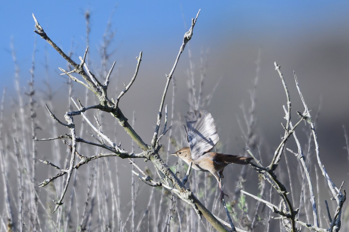 Northern House Wren - ML645795740