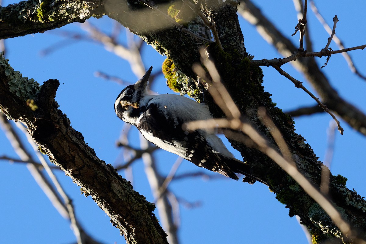Hairy Woodpecker - ML645795742