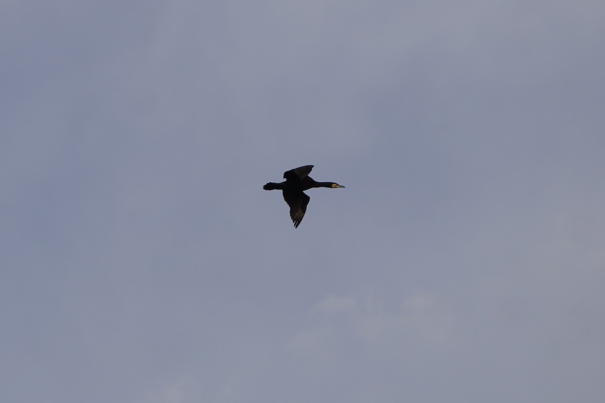 kormorán velký - ML645795747