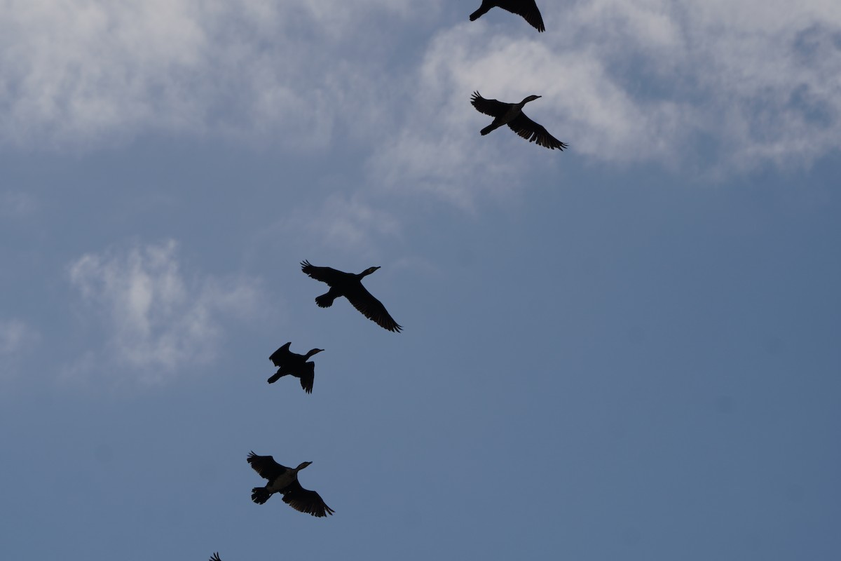 kormorán velký - ML645795748