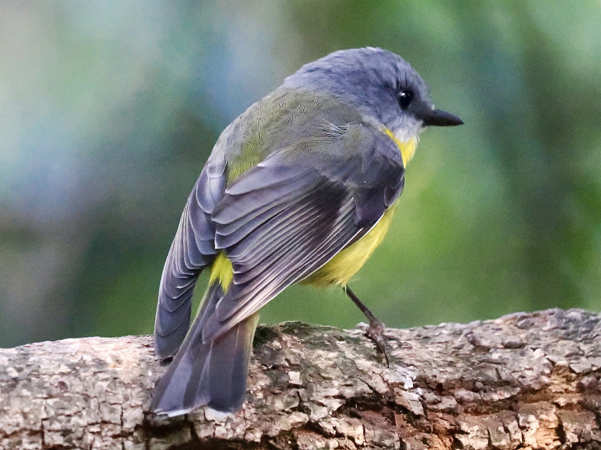 Doğulu Sarı Bülbül - ML645795750