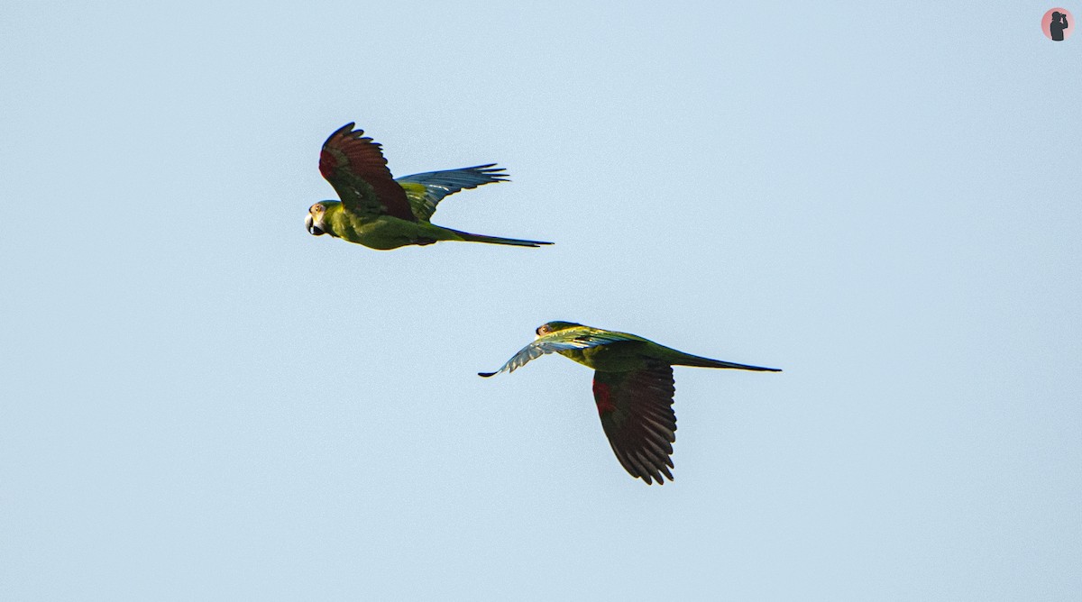 Chestnut-fronted Macaw - ML645795751