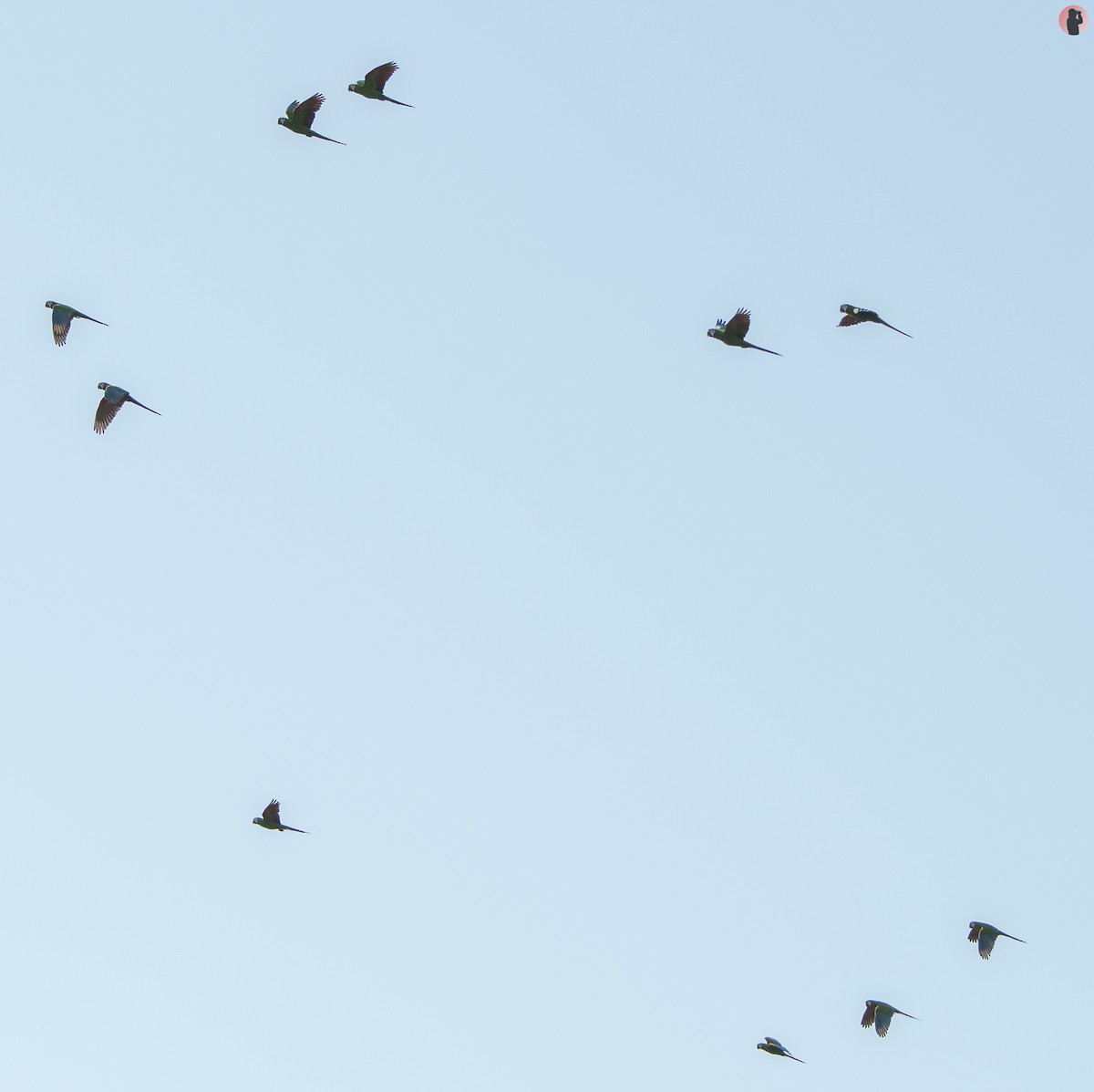 Chestnut-fronted Macaw - ML645795752