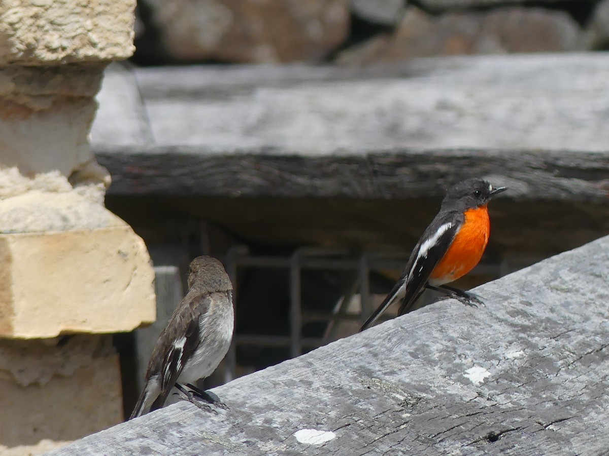 lejsčík ohnivý - ML645795761