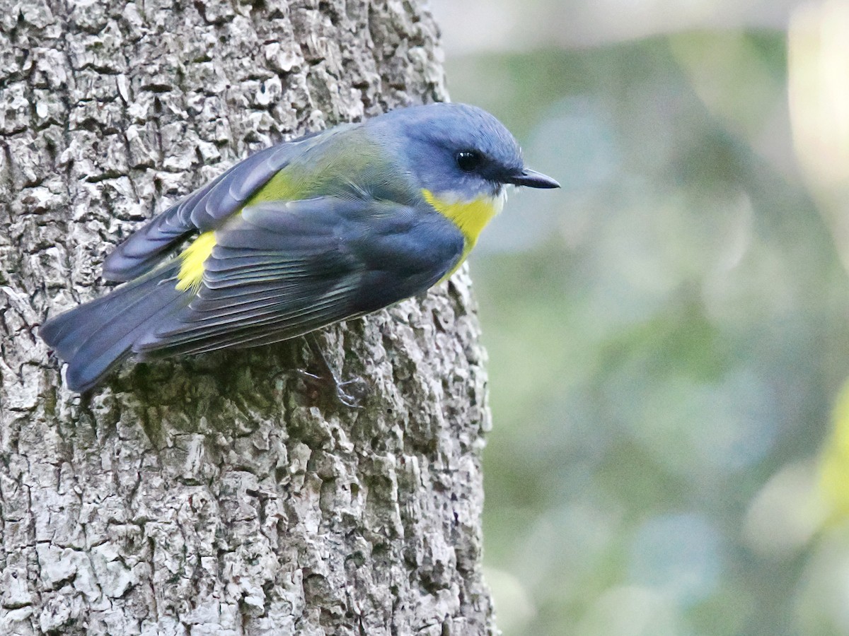 Doğulu Sarı Bülbül - ML645795765