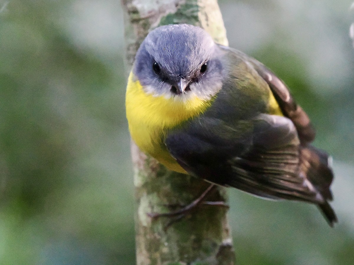 Doğulu Sarı Bülbül - ML645795766