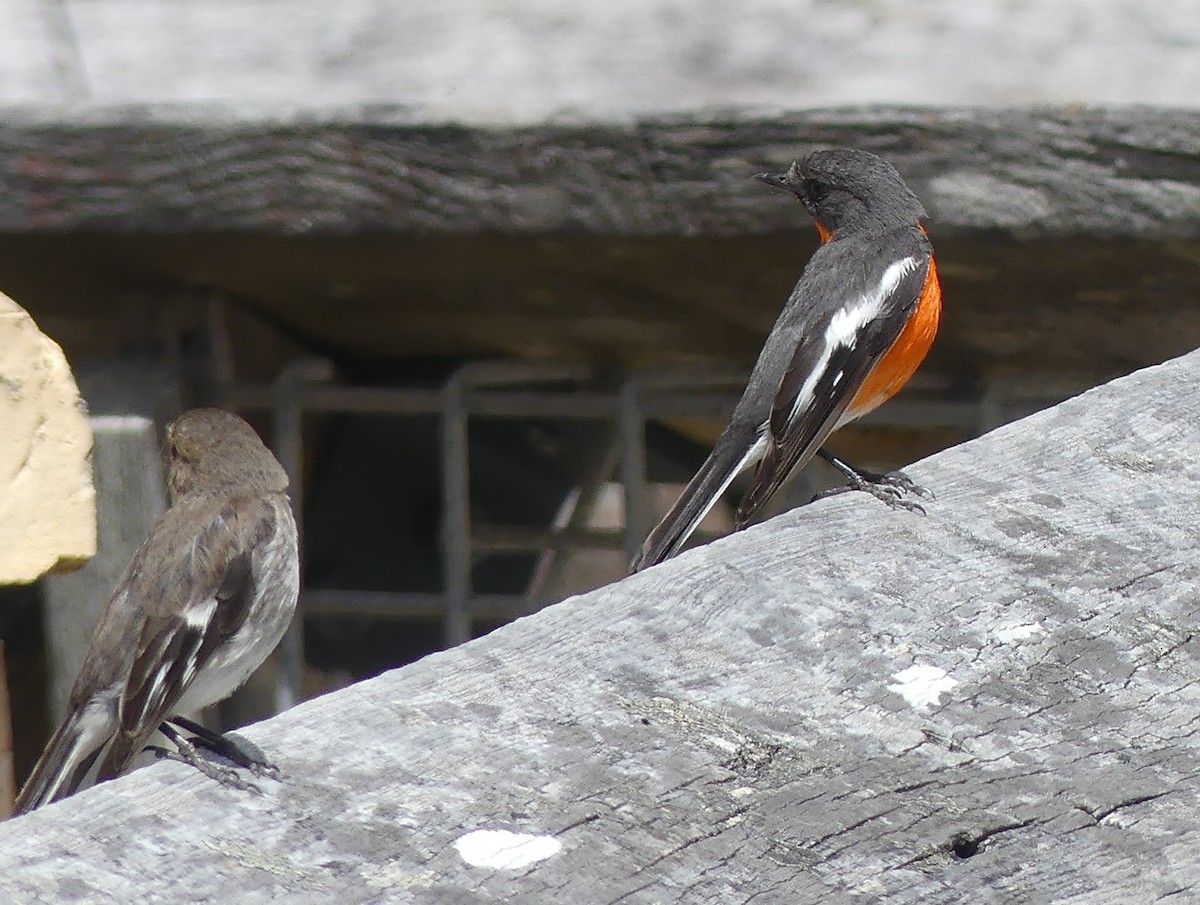 lejsčík ohnivý - ML645795771