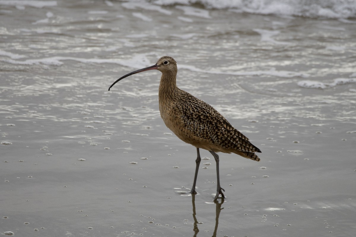 Кульон американський - ML645795779