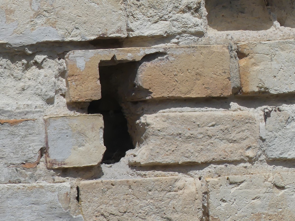 lejsčík ohnivý - ML645795784