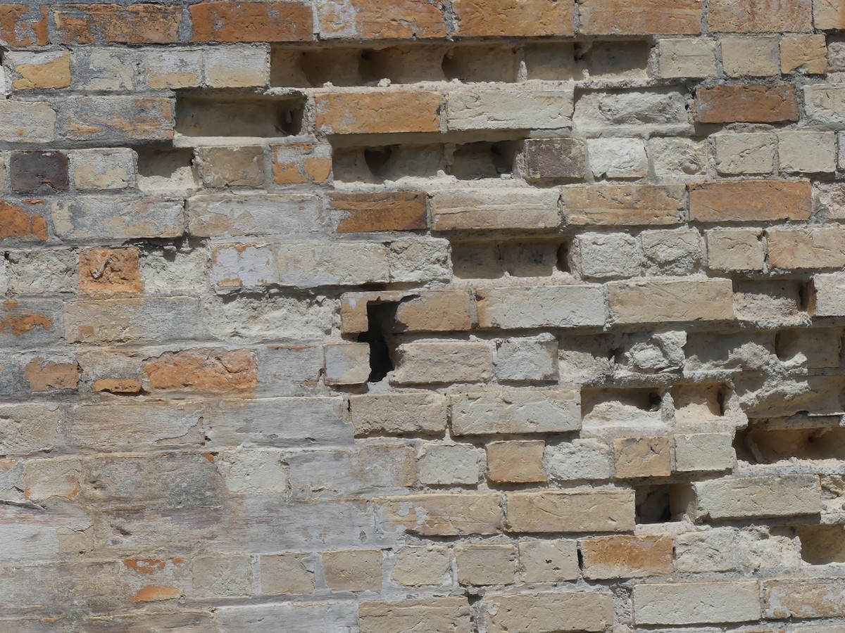 lejsčík ohnivý - ML645795785