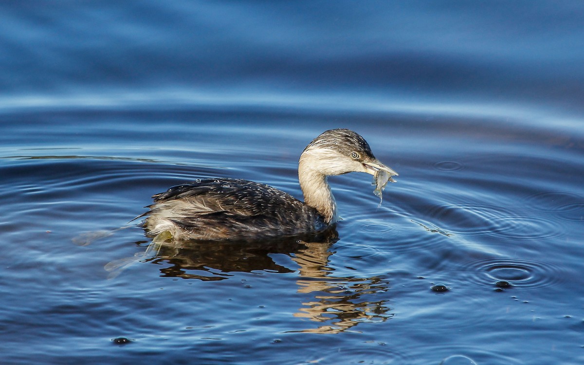 Hoary-headed Grebe - ML64579581