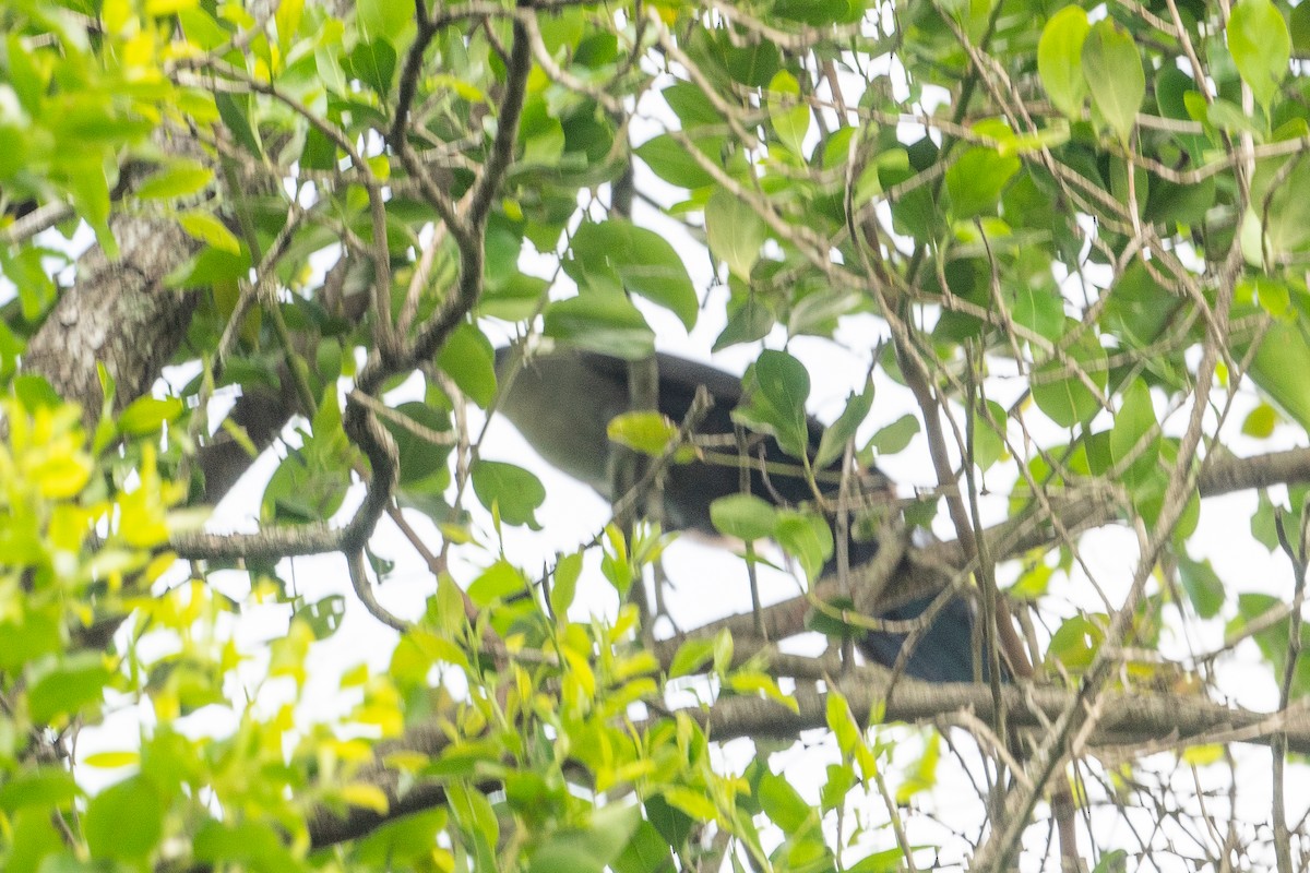 Green Malkoha - ML645795820