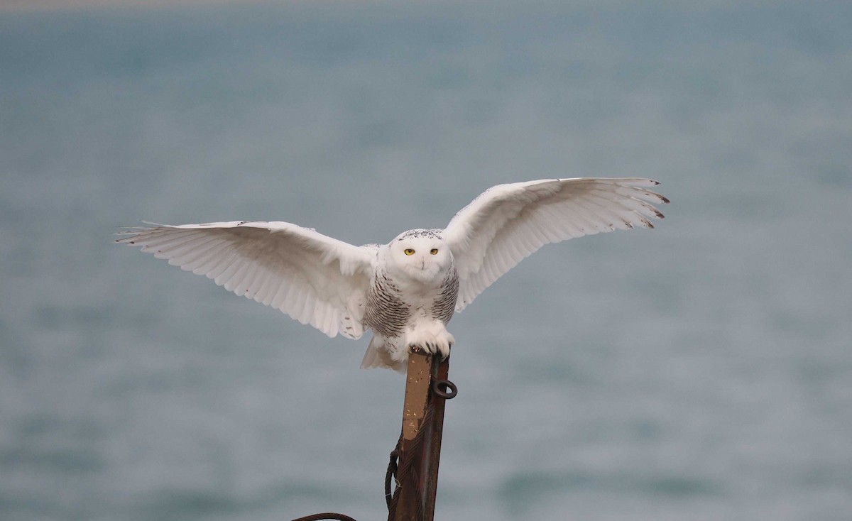 Snowy Owl - ML645795821