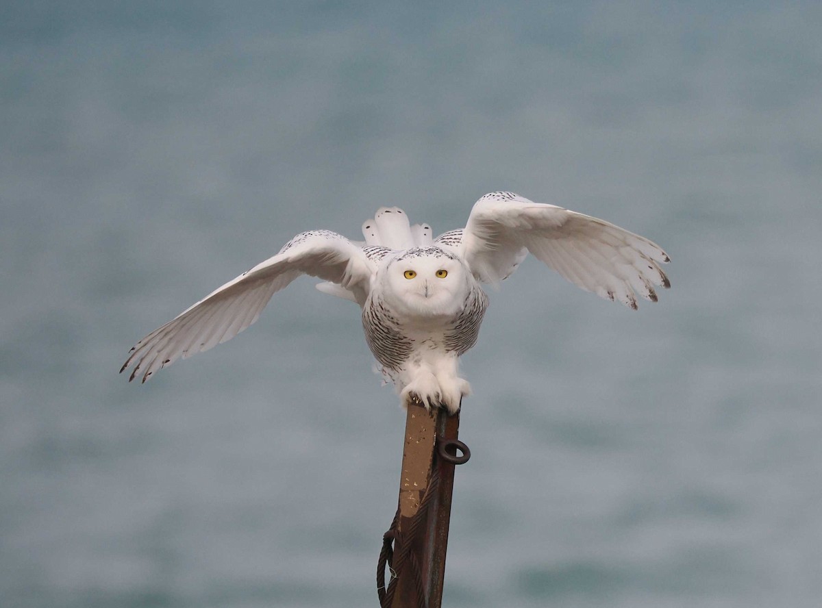 Snowy Owl - ML645795822