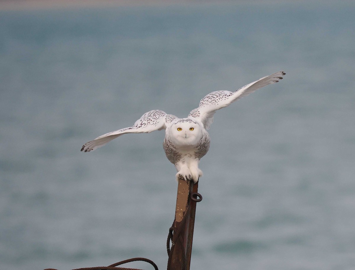 Snowy Owl - ML645795823
