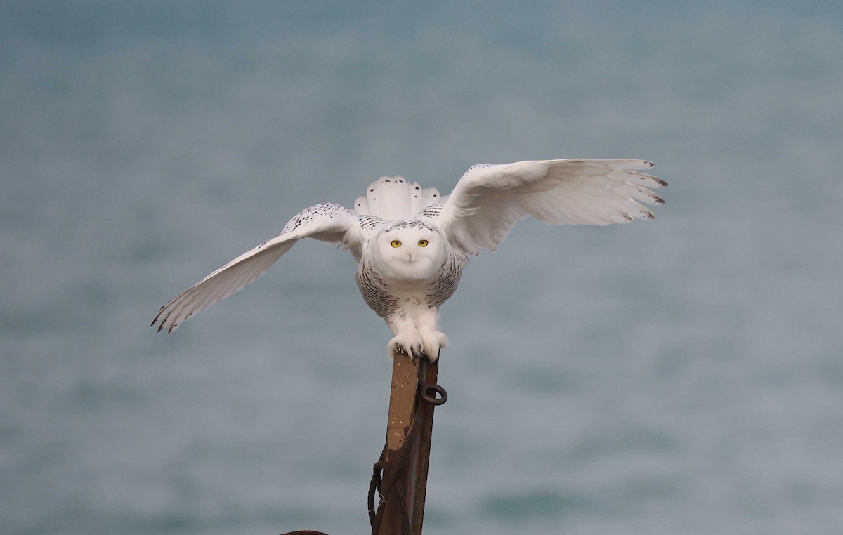 Snowy Owl - ML645795824