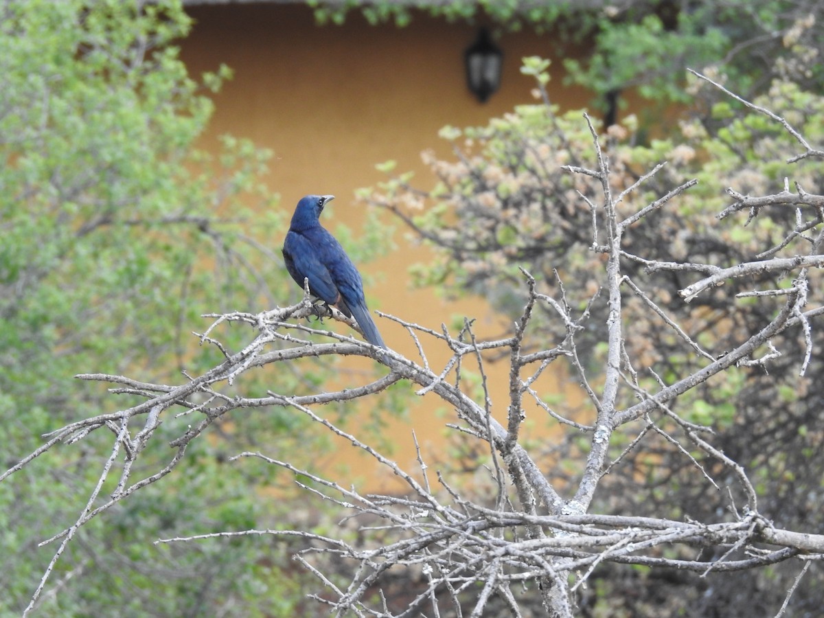 Kızılkanat - ML645795857