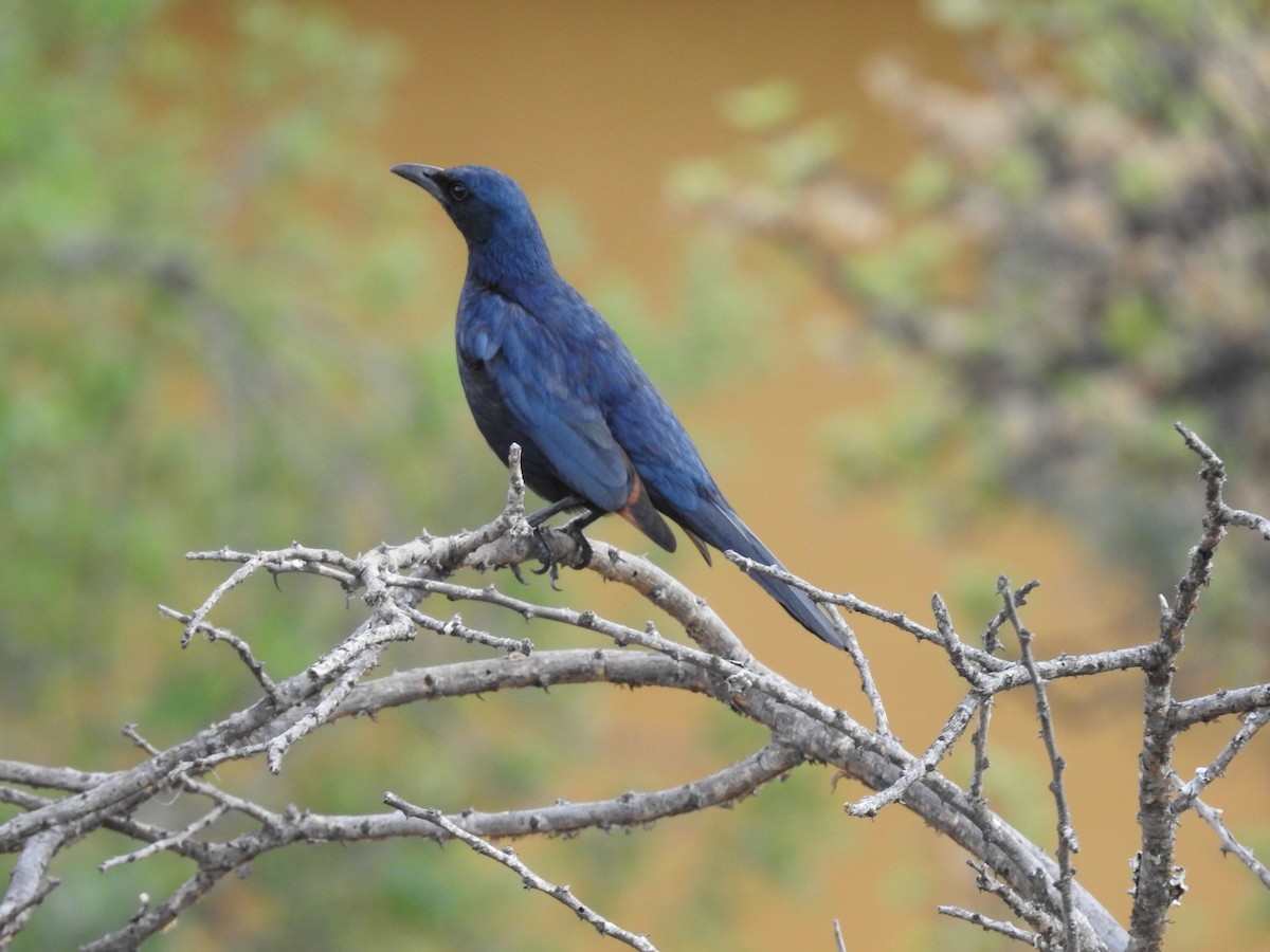 Kızılkanat - ML645795859