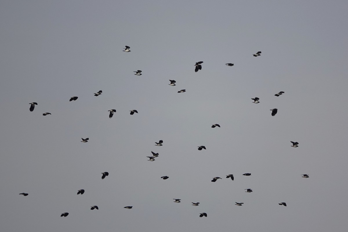 Northern Lapwing - ML645795888