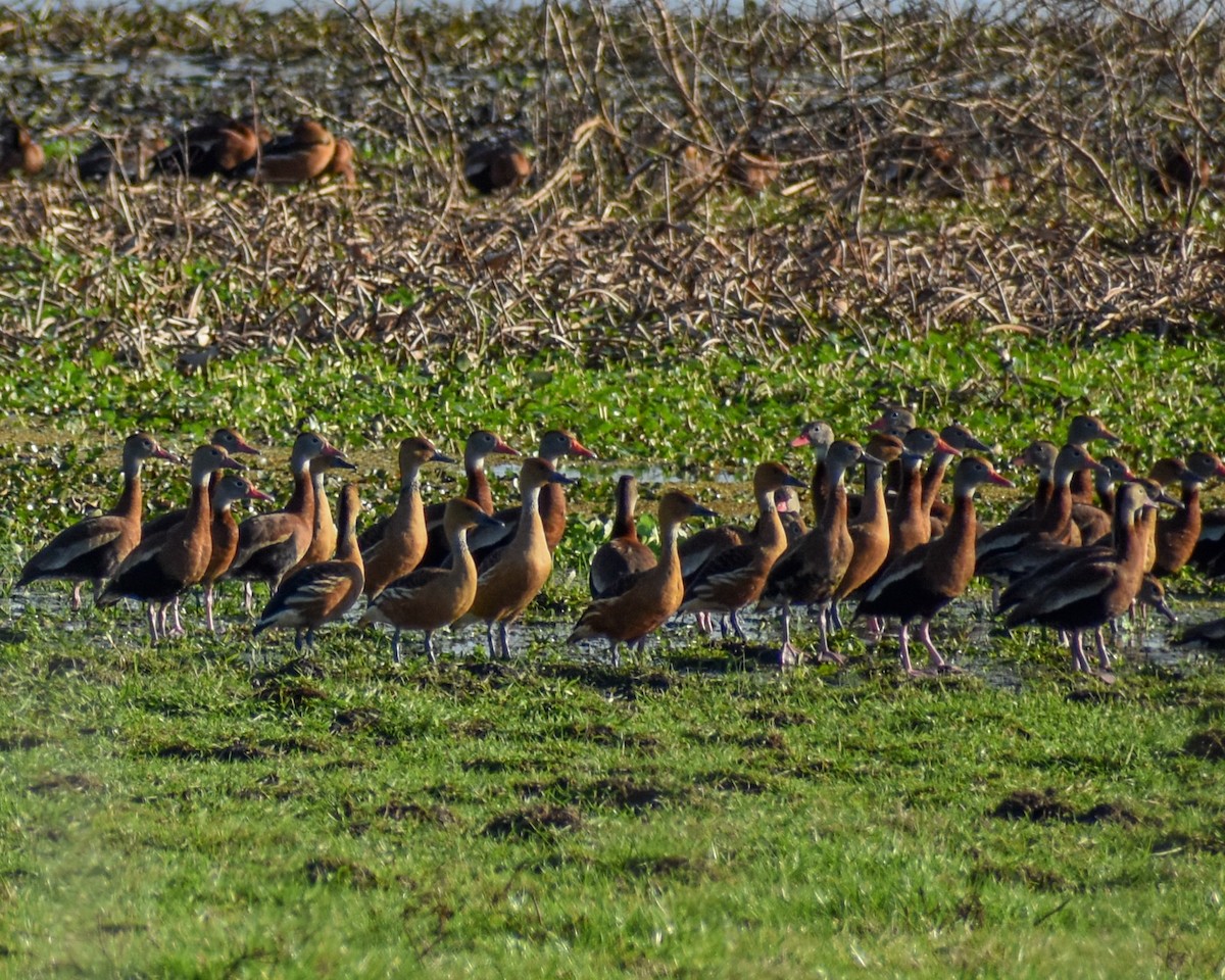 Fulvous Whistling-Duck - ML645795891