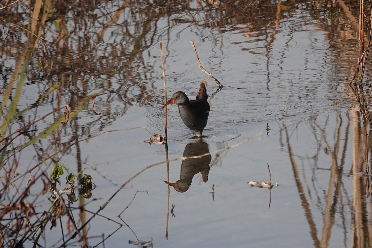 Water Rail - ML645795901