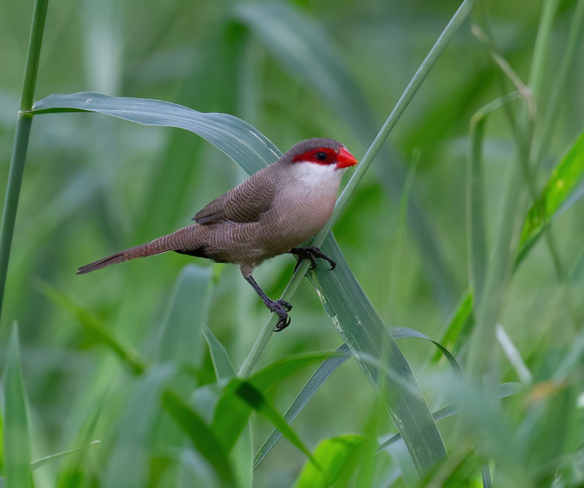Common Waxbill - ML645795902