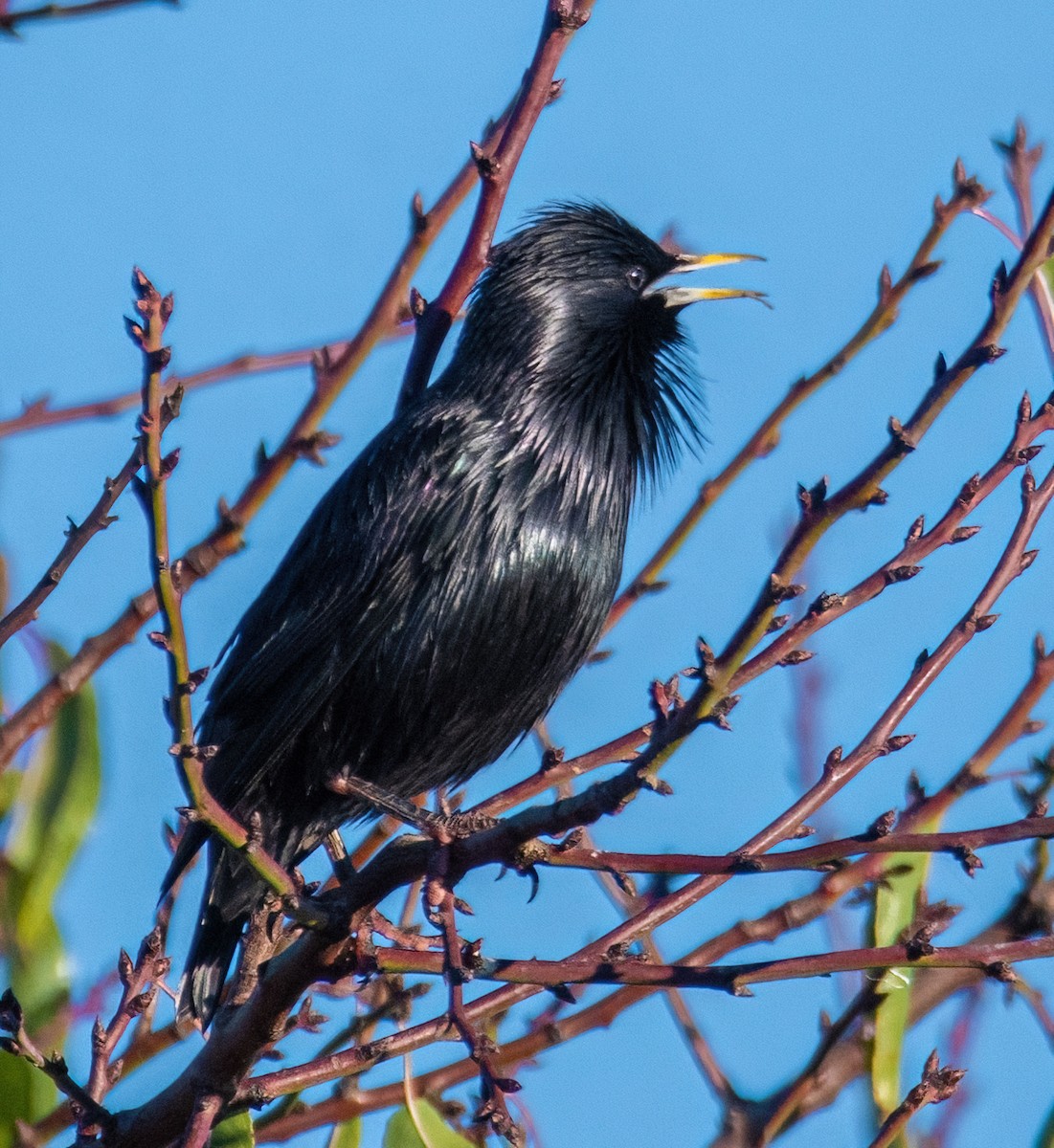 Einfarbstar - ML645795903