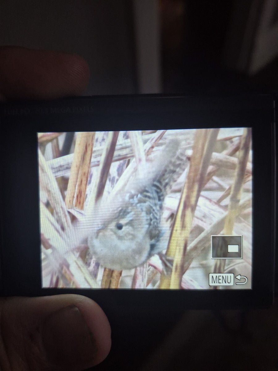 Sedge Wren - ML645795904