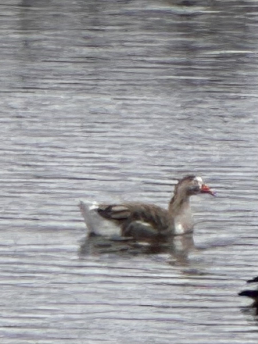 domácí husa sp. - ML645795911