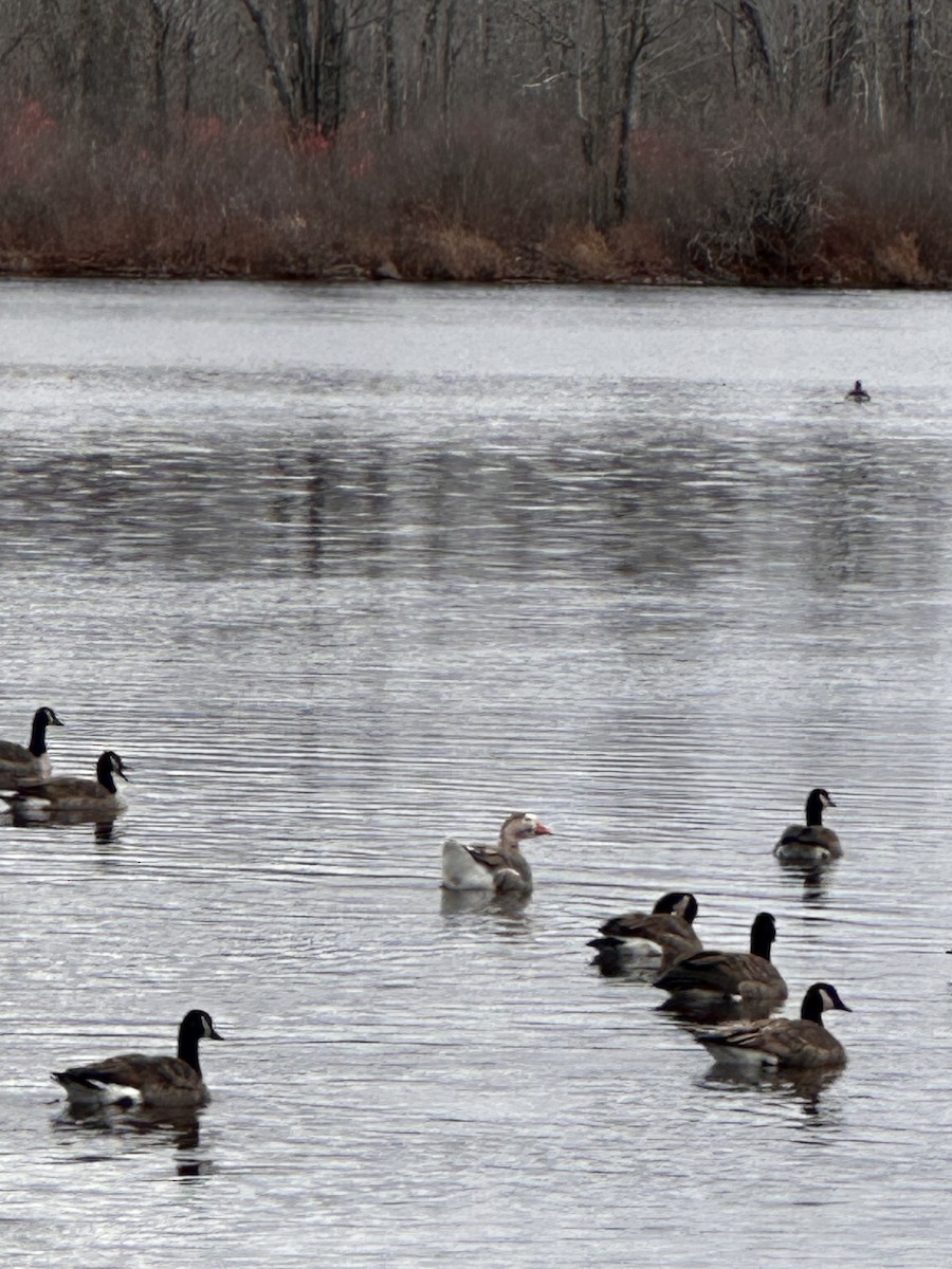 domácí husa sp. - ML645795912