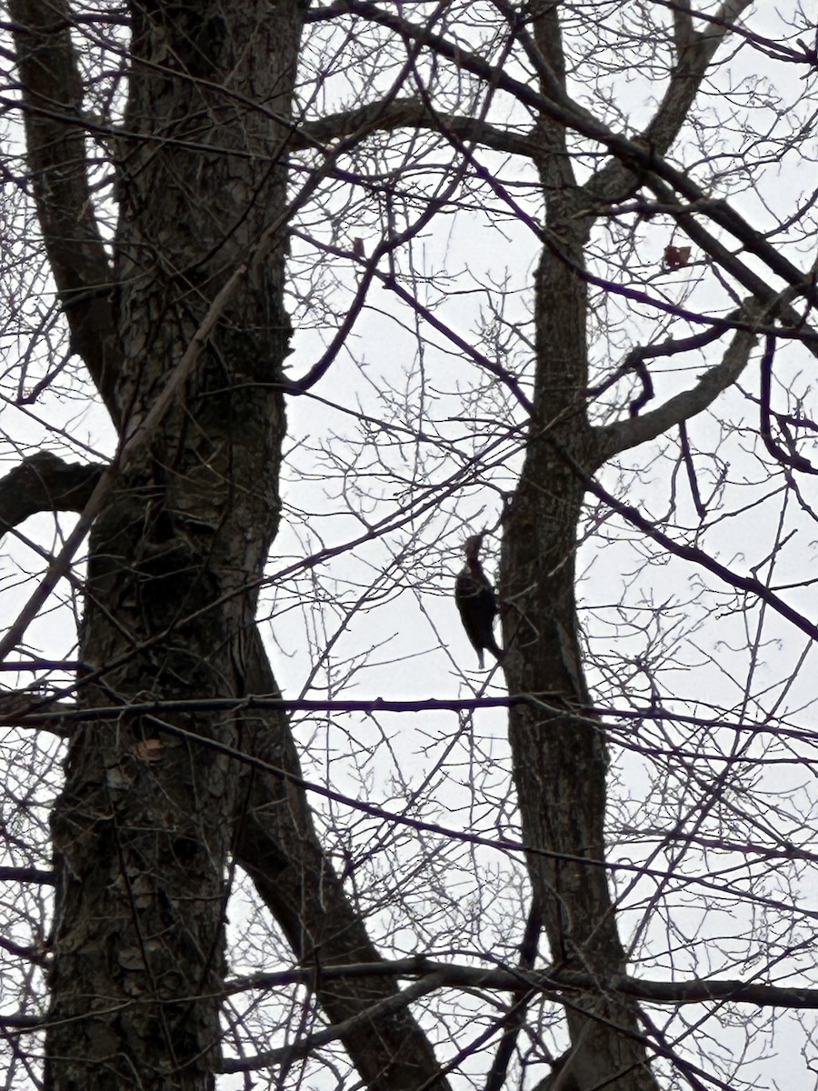 datel chocholatý - ML645795933