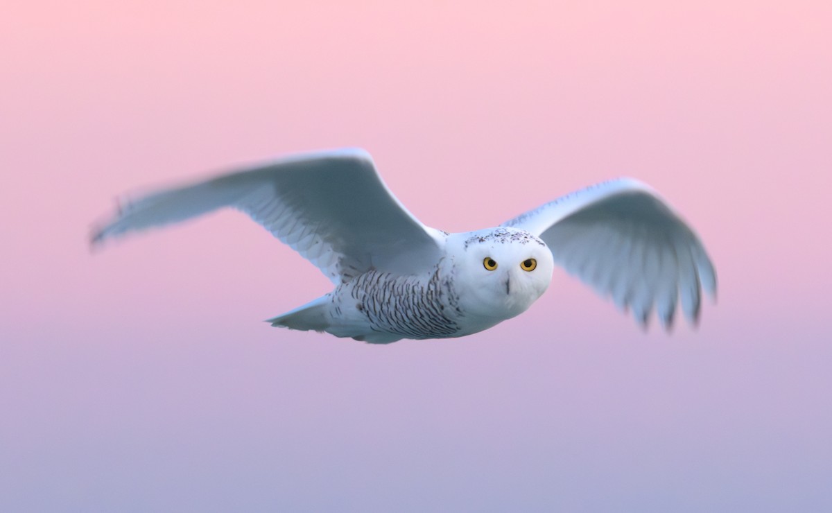 Сова біла - ML645795938