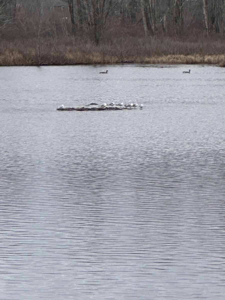 Larinae sp. - ML645795939