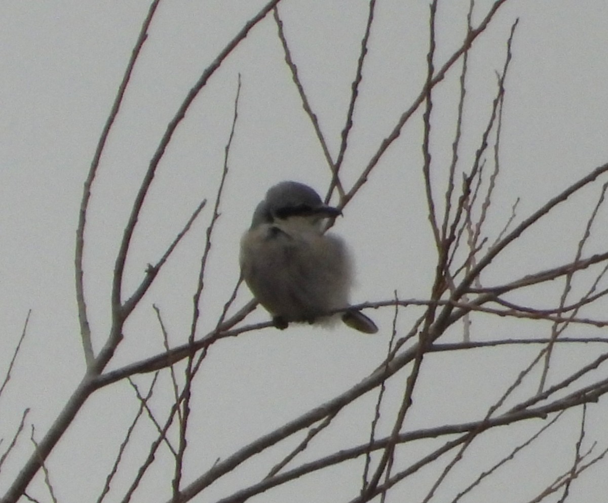 Northern Shrike - ML645795943