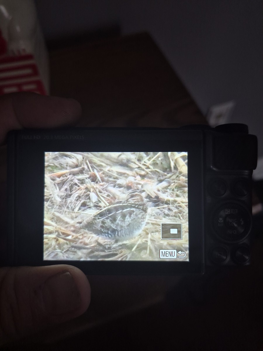 Wilson's Snipe - ML645795953