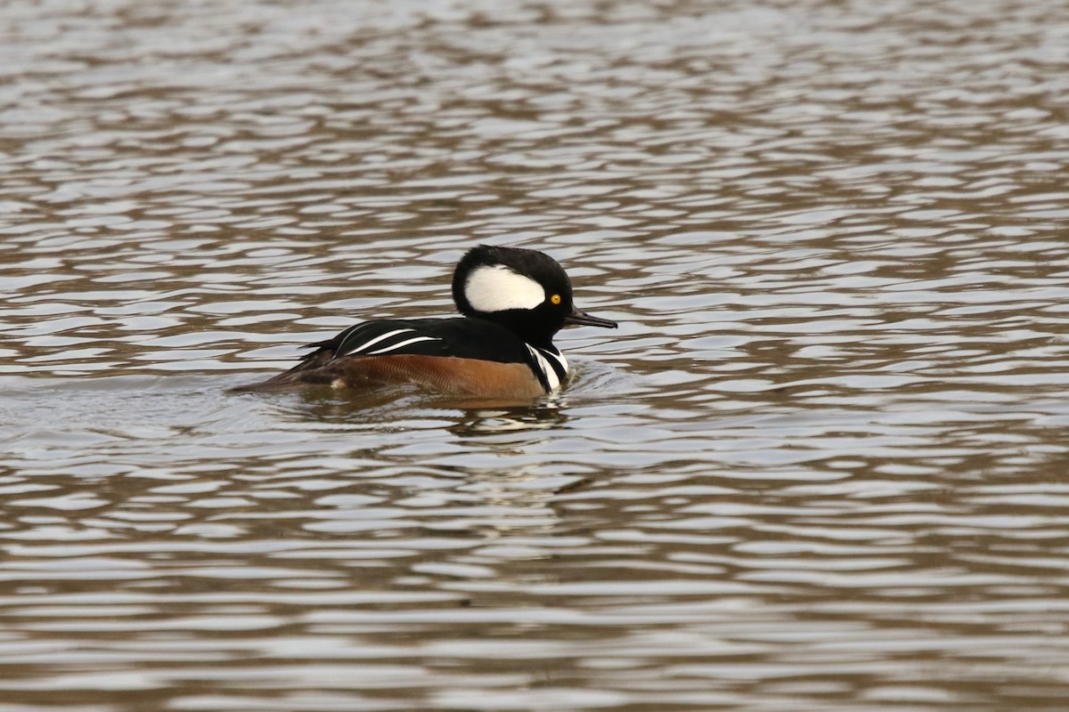 Hooded Merganser - ML645795954