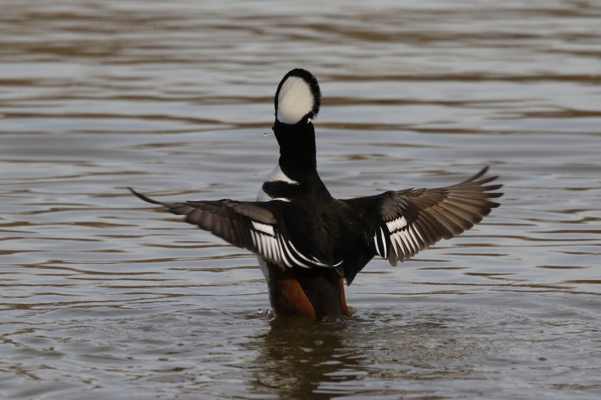 Hooded Merganser - ML645795955